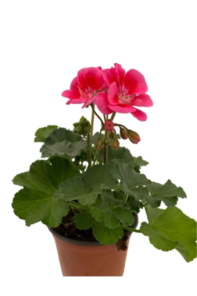 Ebruli Sardunya Çiçeği Fidesi 10-20 cm - Resim 4