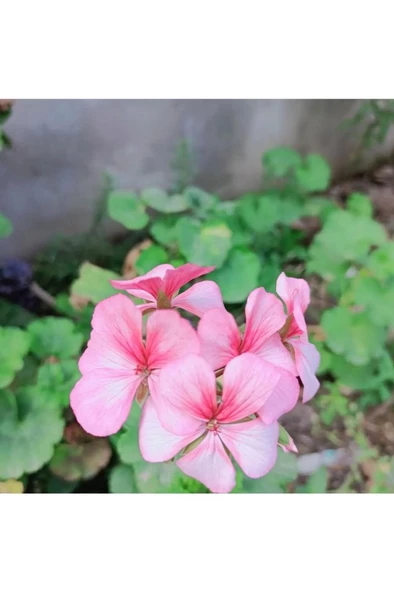 LightPink Pembe Sardunya Çiçeği Fidesi 10-20 cm