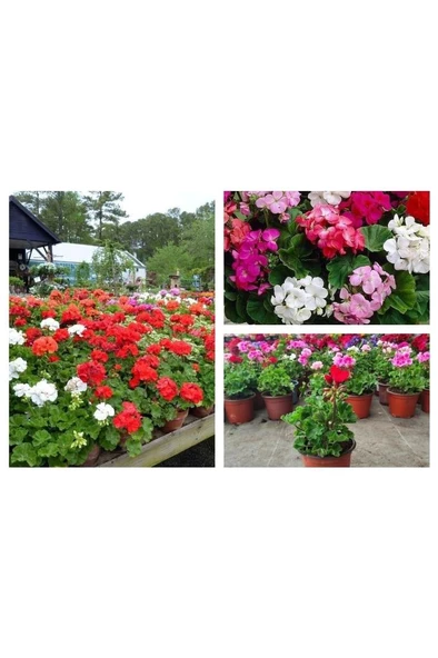 Venedik Kırmızı Sardunya Çiçeği Fidesi 10-20 cm - Resim 3