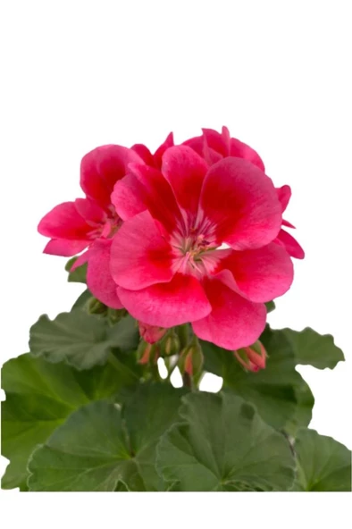 Ebruli Sardunya Çiçeği Fidesi 10-20 cm - Resim 2