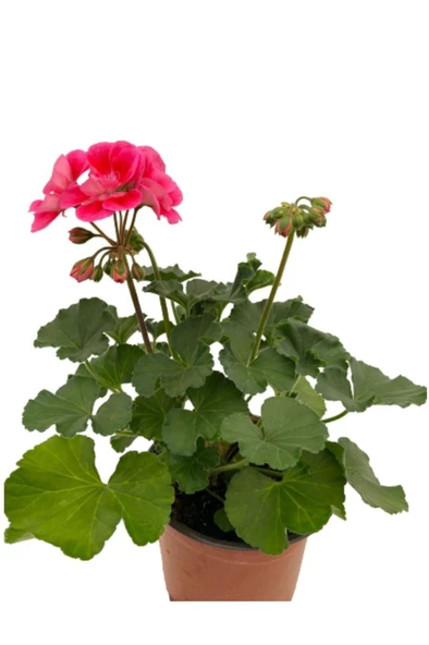 Ebruli Sardunya Çiçeği Fidesi 10-20 cm - Resim 3