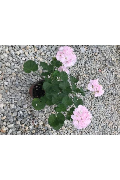 Şeker Pembe Sardunya Çiçeği Fidesi 10-20 cm - 2