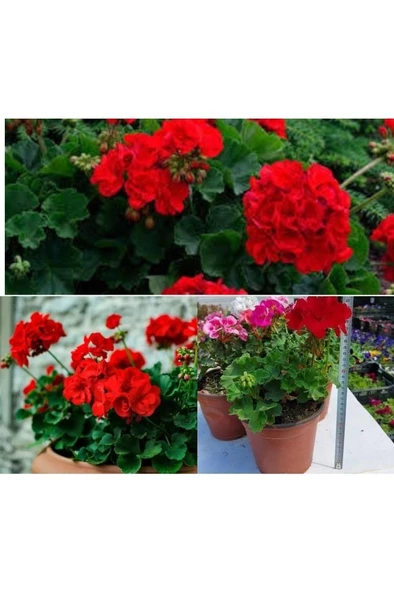 Venedik Kırmızı Sardunya Çiçeği Fidesi 10-20 cm - Resim 2