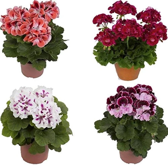 Sardunya Çiçeği Fidesi 10-20 cm 3 Adet ürün görseli