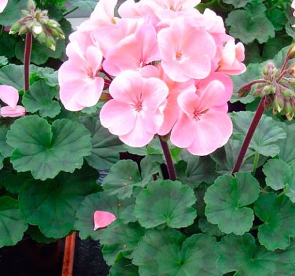 Pudra Pembe Sardunya Çiçeği Fidesi 10-20 cm