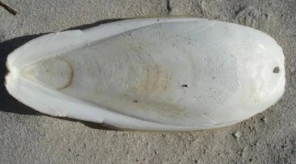 Kalamar kemiği 25 cm dev boy - 2