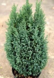 Chamaecyparis Ellwoodii Mavi Elwoodii Çam Fidanı 30-40 cm - Resim 3