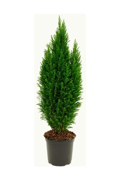 Ofis Bitkisi Salon İç Mekan Bitkisi Salon Çamı Elwoodi Çamı 40 65 cm