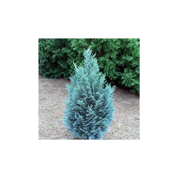Chamaecyparis Ellwoodii Mavi Elwoodii Çam Fidanı 30-40 cm - Resim 2