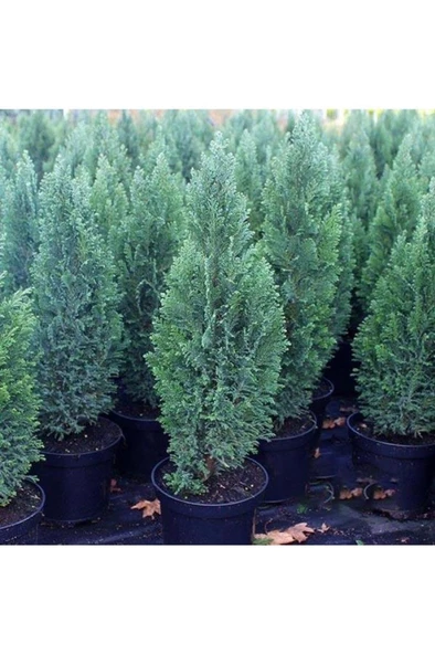 Çam Fidanı Chamaecyparis Ellwoodii Mavi Elwoodii 30 - 40 Cm - Resim 2