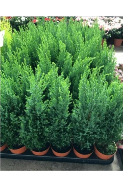 Peyzaj Çamı Ev Salon Çamı Elwoodii 35-60 cm - Resim 2