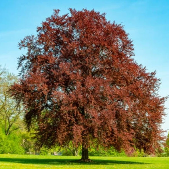 Kan Kayını Fagus Kış Şartlarına Dayanıklı Dayanıklı Kırmızı Yapraklı Kayın Ağacı Fidanı