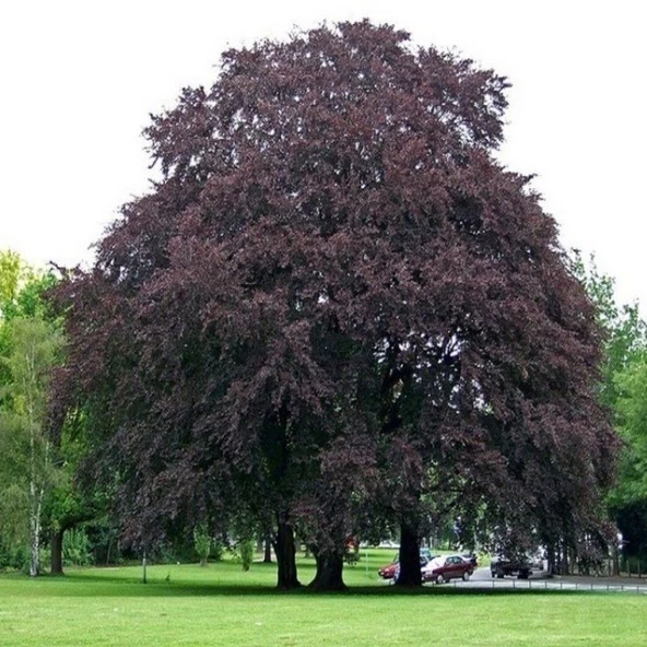 Kan Kayını Fagus Kış Şartlarına Dayanıklı Dayanıklı Kırmızı Yapraklı Kayın Ağacı Fidanı - 2