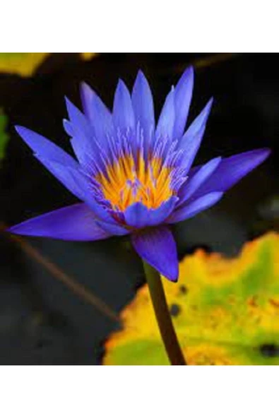 Mavi Lotus Çiçeği Tohum Nilüfer Çiçeği Tohumu Mavi Lotus Tohumu 10 Adet Tohum - 2