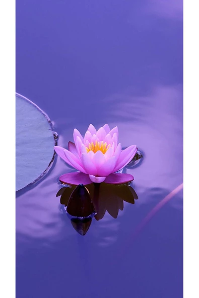 3 Adet Tohum Nadir Mor Lotus Çiçeği Tohumu Su Nilüfer Çiçeği Tohumu Hediye Tohumludur - Resim 2