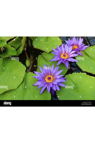 3 Adet Tohum Nadir Mor Lotus Çiçeği Tohumu Su Nilüfer Çiçeği Tohumu Hediye Tohumludur ürün görseli