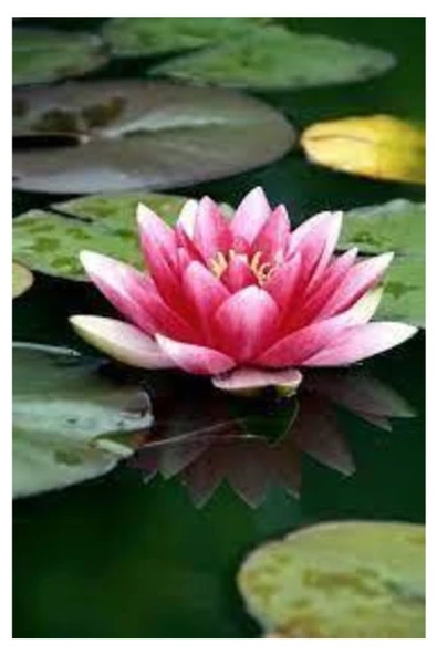 2 Adet Tohum Nadir Bulunan Pembe Lotus Çiçeği Tohumu Lotus Su Çiçeği Tohumu Nilüfer Çiçeği Tohu ürün görseli 1