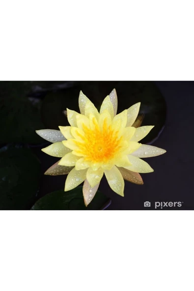 Sarı Lotus Çiçeği Tohum Nilüfer Çiçeği Tohumu Turuncu Lotus Tohumu 5 Tohum - 2