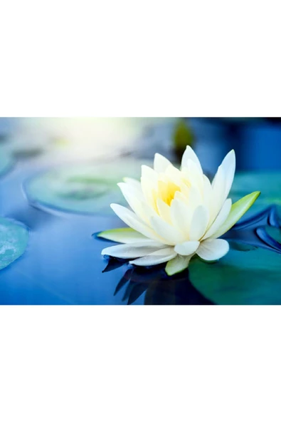 Expres Tohumculuk 6 Farklı Lotus Çiçeği Tohum Nilüfer Çiçeği Tohumu Lotus Tohumu - 2