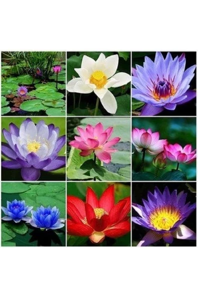 Expres Tohumculuk 6 Farklı Lotus Çiçeği Tohum Nilüfer Çiçeği Tohumu Lotus Tohumu