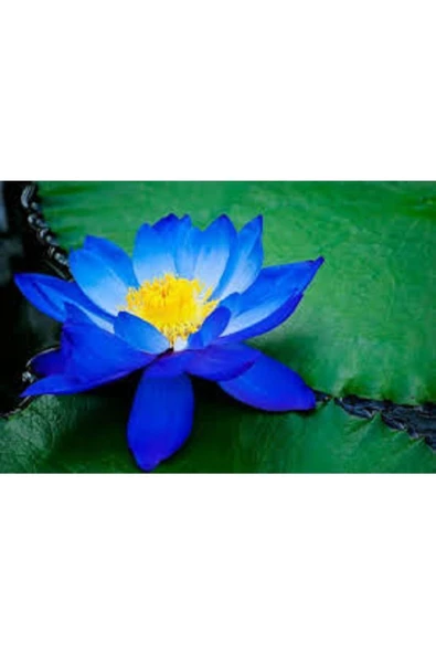 Mavi Lotus Çiçeği Tohum Nilüfer Çiçeği Tohumu Mavi Lotus Tohumu 9 Adet Tohum