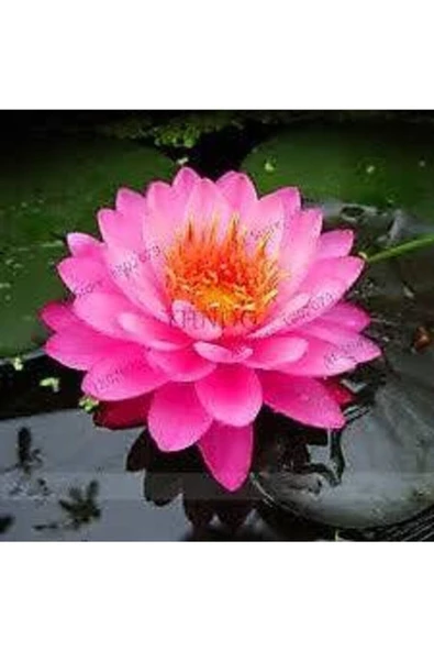 5 Adet Tohum Nadir Bulunan Kırmızı Lotus Çiçeği Tohumu Kaliteli Taze Tohumlar Nilüfer Çiçeği - Resim 2