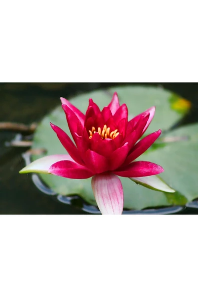 Expres Tohumculuk 3 Farklı Lotus Çiçeği Tohum Nilüfer Çiçeği Tohumu Lotus Tohumu - Resim 4