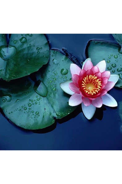 Pembe Lotus Çiçeği Tohum Nilüfer Çiçeği Tohumu Pembe Lotus Tohumu 3 Tohum ürün görseli 1