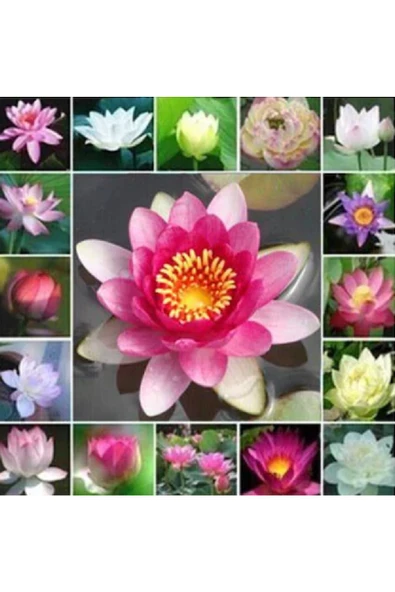 5 Farklı Renk Lotus Çiçeği Tohum Nilüfer Çiçeği Tohumu - 3