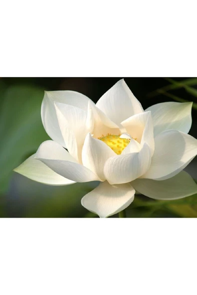 Expres Tohumculuk 6 Farklı Lotus Çiçeği Tohum Nilüfer Çiçeği Tohumu Lotus Tohumu - 3