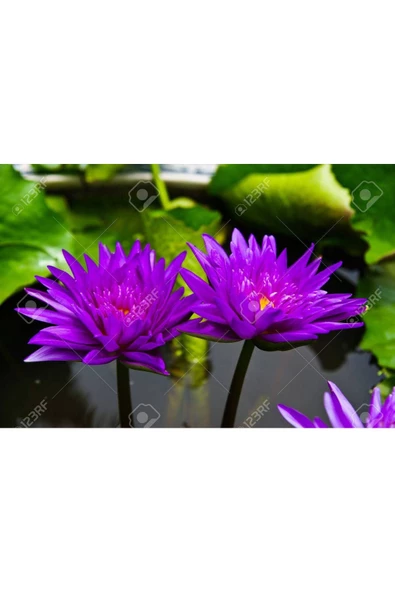 3 Adet Tohum Nadir Mor Lotus Çiçeği Tohumu Su Nilüfer Çiçeği Tohumu Hediye Tohumludur - Resim 3