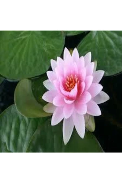 1 Adet Tohum Nadir Bulunan Pembe Lotus Çiçeği Tohumu Lotus Su Çiçeği Tohumu Nilüfer Çiçeği Tohumu - Resim 2