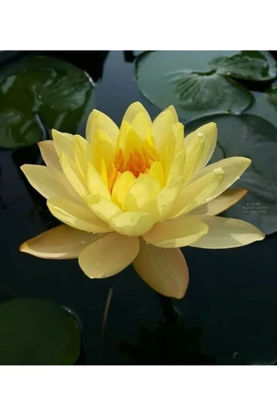 5 Adet Tohum Organik Lotus Sarı Su Çiçeği Tohumu Organik Nilüfer Çiçeği Tohumu Hediye Tohumlu - 2