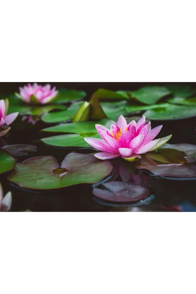 Pembe Lotus Çiçeği Tohum Nilüfer Çiçeği Tohumu Pembe Lotus Tohumu 3 Tohum - Resim 2