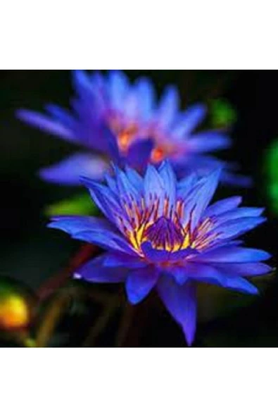 Mavi Lotus Çiçeği Tohum Nilüfer Çiçeği Tohumu Mavi Lotus Tohumu 10 Adet Tohum - 3