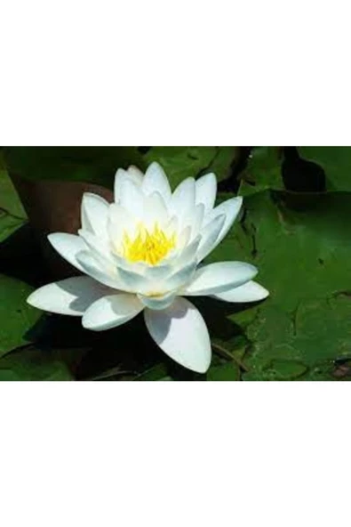 3 Adet Tohum Yeni Hasat Beyaz Lotus Su Çiçeği Nilüfer Çiçeği Tohumu Hediye Tohumla