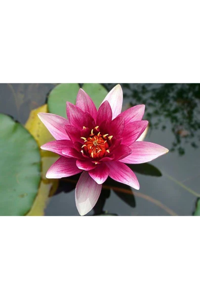 Lotus Çiçeği Tohum Nilüfer Çiçeği Tohumu 1 Adet Tohum ürün görseli