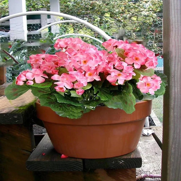 Nettenevime Yapay Çiçek Sardunya Demeti 40*25cm 1.Kalite PEMBE Balkon Çiçeği - Resim 7