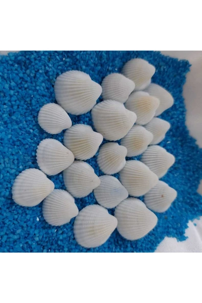 Kuzeylina Hesaplı 1-3 cm Küçük Deniz Kabuğu 1kg Teraryum Deniz Kabukları Silis Akvaryum Süs Ufak Kabuklar - 2
