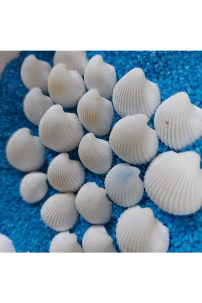 Kuzeylina Hesaplı 1-3 cm Küçük Deniz Kabuğu 1kg Teraryum Deniz Kabukları Silis Akvaryum Süs Ufak Kabuklar - 3