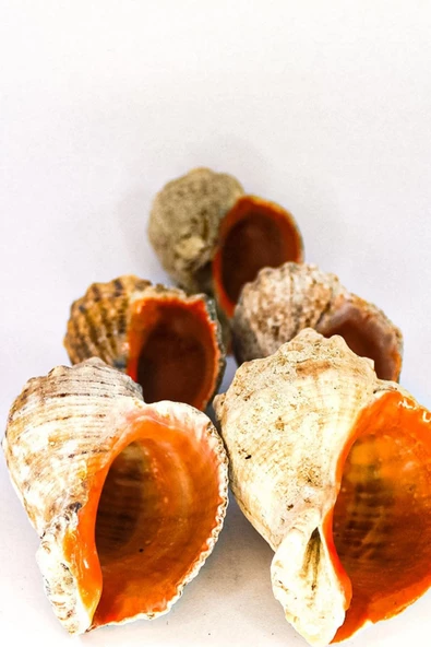 Kuzeylina Deniz Kabuğu Gongaz Süs Dekoratif Akvaryum Süsleme 4-5 Cm 5 Adet - 2