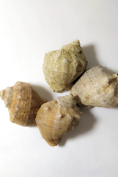 Kuzeylina Deniz Kabuğu Gongaz Süs Dekoratif Akvaryum Süsleme 4-5 Cm 5 Adet - 3
