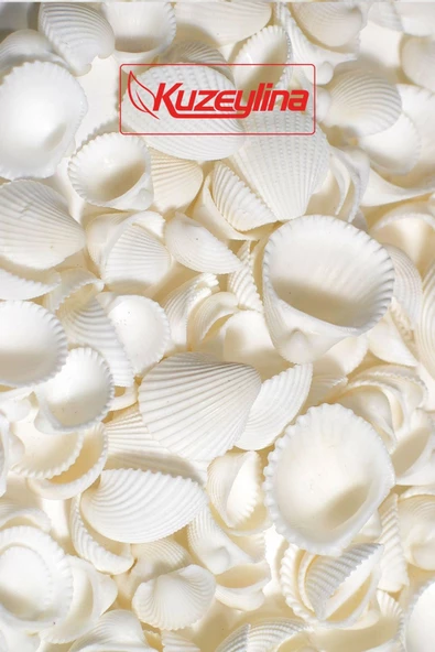 Kuzeylina Deniz Kabuğu 500 gr Paket Clam Rose Cochles -orta - 3