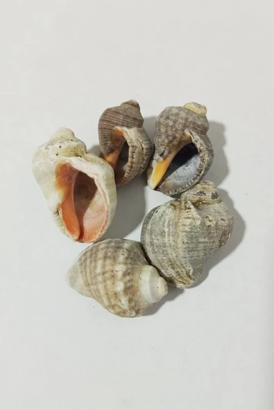 Kuzeylina Deniz Kabuğu Gongaz Süs Dekoratif Akvaryum Süsleme 2-4 cm 5 adet - 2