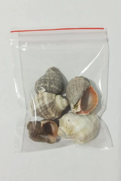 Kuzeylina Deniz Kabuğu Gongaz Süs Dekoratif Akvaryum Süsleme 2-4 cm 5 adet - 3
