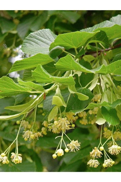 Kuzeylina Ihlamur 100 gr - 2