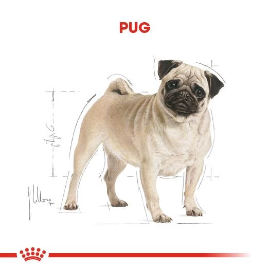 Royal Canin Pug Köpekler Için Köpek Mamasi 1,5 Kg - Resim 2