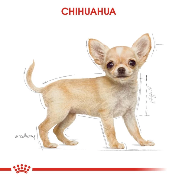 Royal Canin Chihuahua Puppy Yavru Köpek Maması 1,5 Kg - Resim 7