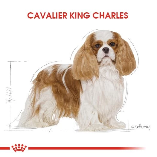 Royal Canin Cavalier King Charles Yetişkin Köpek Mamasi 1,5 Kg - Resim 3