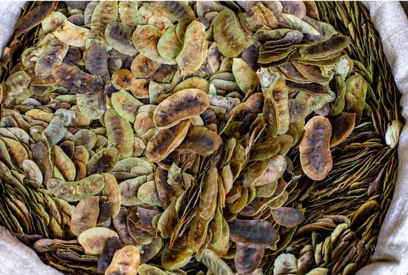 AÇLIK OTU 1 Kg ( erkek sinameki doğal kurutulmuş yeni mahsül taze ürün )